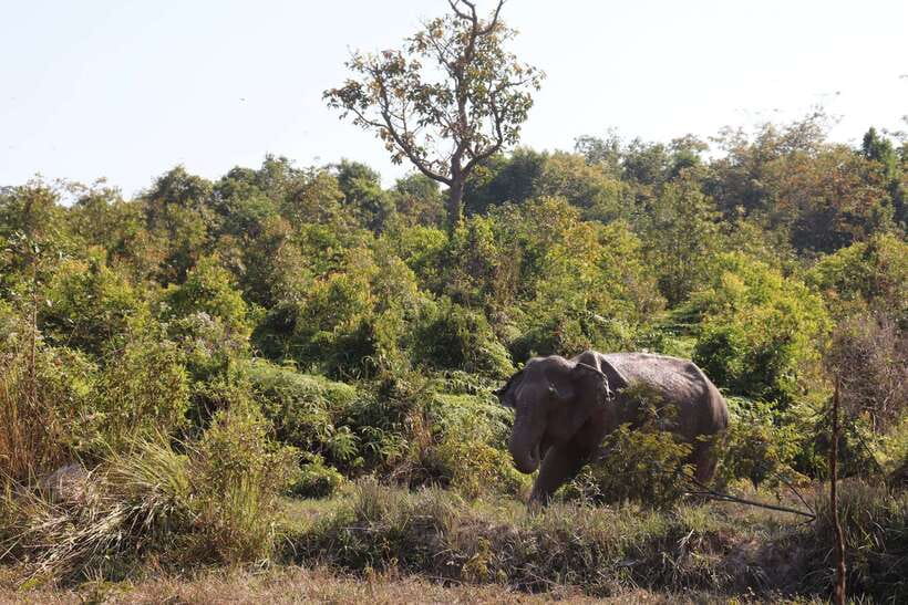 Siem Reap: Kulen Elephant Forest & Tonlesap Lake - Canoe ride in flooded forests: why rainy season can be the best time