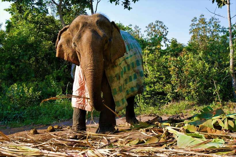 Siem Reap: Kulen Elephant Forest & Tonlesap Lake - Time, pacing, and what the 7 hours really means