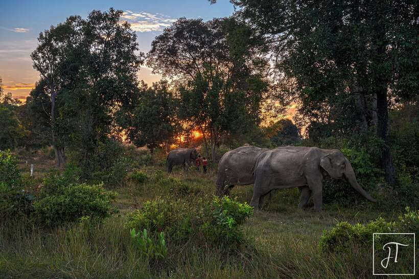 Siem Reap: Kulen Elephant Forest & Tonlesap Lake - Price and value: $217 makes sense only if the elephant portion is your priority