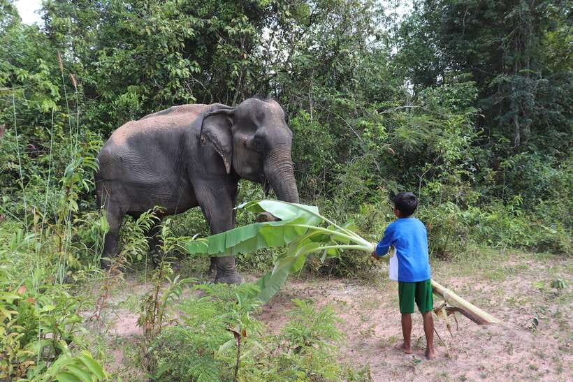 Siem Reap: Kulen Elephant Forest & Tonlesap Lake - What to bring, what to avoid, and how to stay comfortable