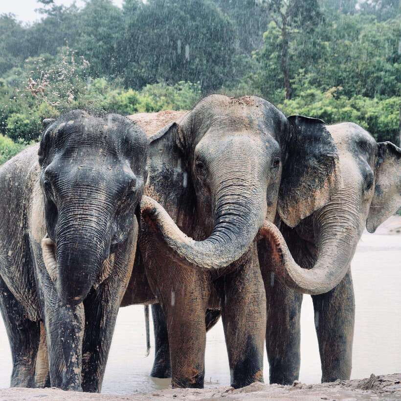 Siem Reap: Kulen Elephant Forest & Tonlesap Lake - Walking with elephants: face to face, in their space