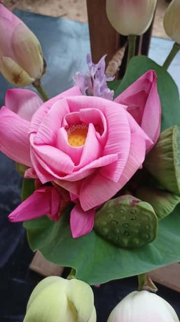 Siem Reap: Lotus Silk Farm- Tour, Lake & Masterclass - The guided lotus farm tour: from fiber extraction to women-led work