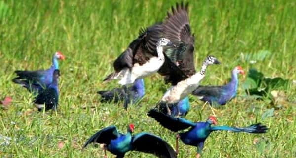Siem Reap: Prek Toal Tonle Sap Biosphere Reserve Tour - Prek Toal and Tonle Sap, why this reserve matters for birds
