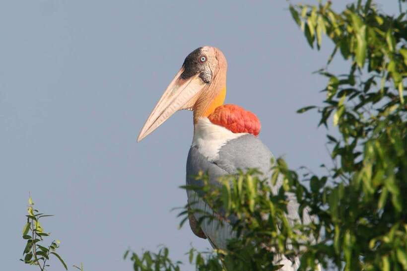 Siem Reap: Prek Toal Tonle Sap Biosphere Reserve Tour - Crossing the Tonle Sap by boat, what the floating village actually shows you
