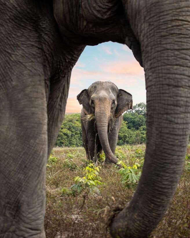 Siem Reap: Small Group Tour of Kulen Elephant Forest - The forest walk: where the experience feels real
