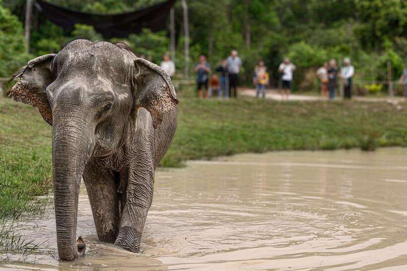 Siem Reap: Small Group Tour of Kulen Elephant Forest - Pond time, elephant behavior, and what to look for