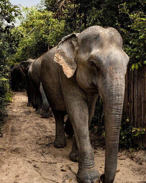 Siem Reap: Small Group Tour of Kulen Elephant Forest - Base camp lunch or snack at noon, then back to town