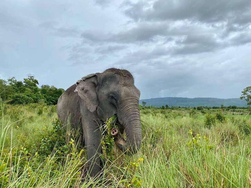 Siem Reap: Small Group Tour of Kulen Elephant Forest - Getting to the forest from Siem Reap without losing time