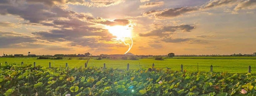 SiemReap Sunset Dinner Riding an Ox-Cart at Rice Paddy Field - Ox-cart riding, the short journey that shows how people live