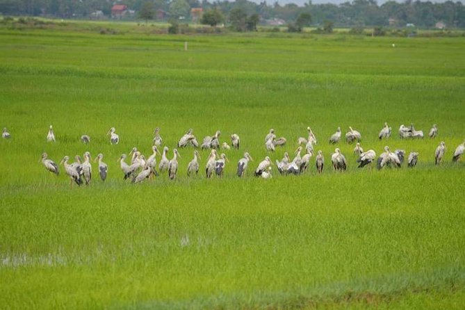 Tuk Tuk Journey: Exploring Rural Life and Silk Farm Craftsmanship - Krabei Reil Commune and a Local Market You Can Read With Your Eyes